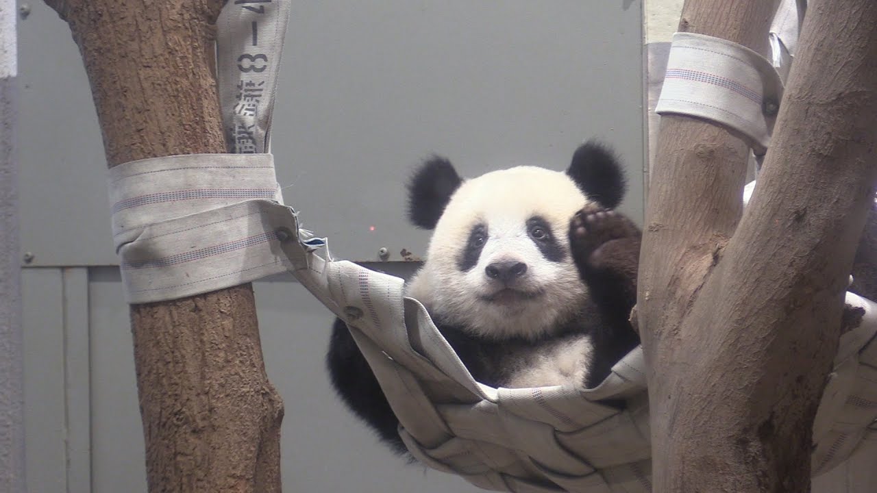 シャンシャン 元気に成長 12日に1歳 上野動物園 Youtube シャンシャン 元気に成長 12日に1歳 上野動物園 Youtube