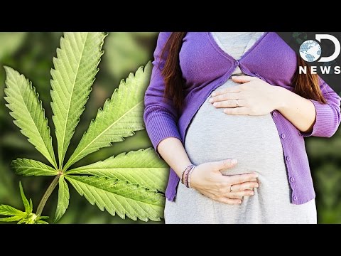 Poliklinika Harni - Marihuana u trudnoći nije neovisan rizični faktor za nepovoljni neonatalni ishod 