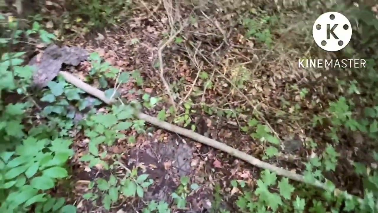 Was That the Forest Watcher?