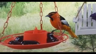 Oriole Jelly Feast🐦5 Species! LIVE STREAM REPLAY Descanso, CA California Mountain Bird Feeder