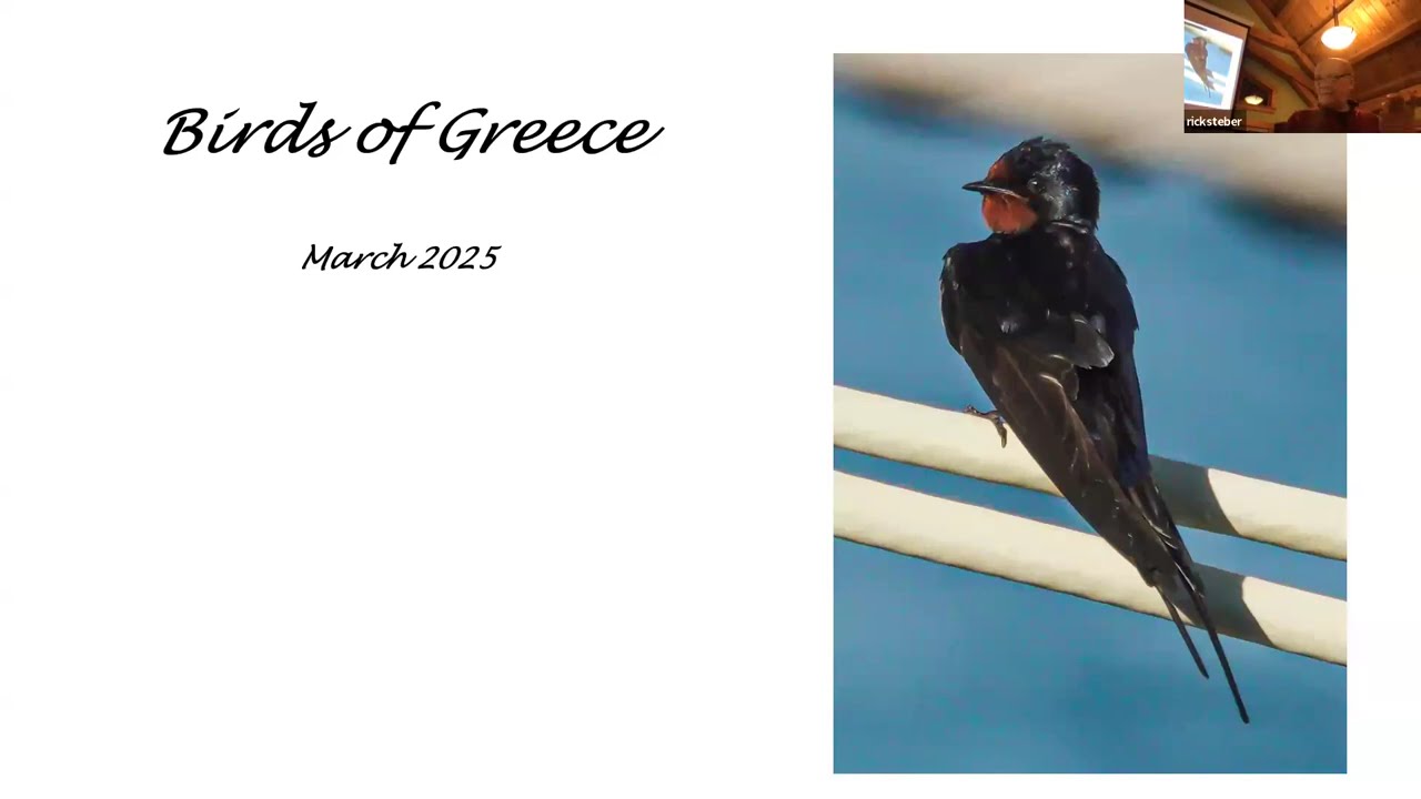 Nature Program Series: Birds of Greece with Rick Steber