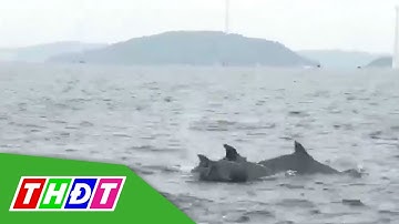 Phú Quốc: Phát hiện đàn cá heo bơi lội tung tăng trên biển | THDT
