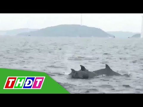 Video Phú Quốc: Phát hiện đàn cá heo bơi lội tung tăng trên... - youtube