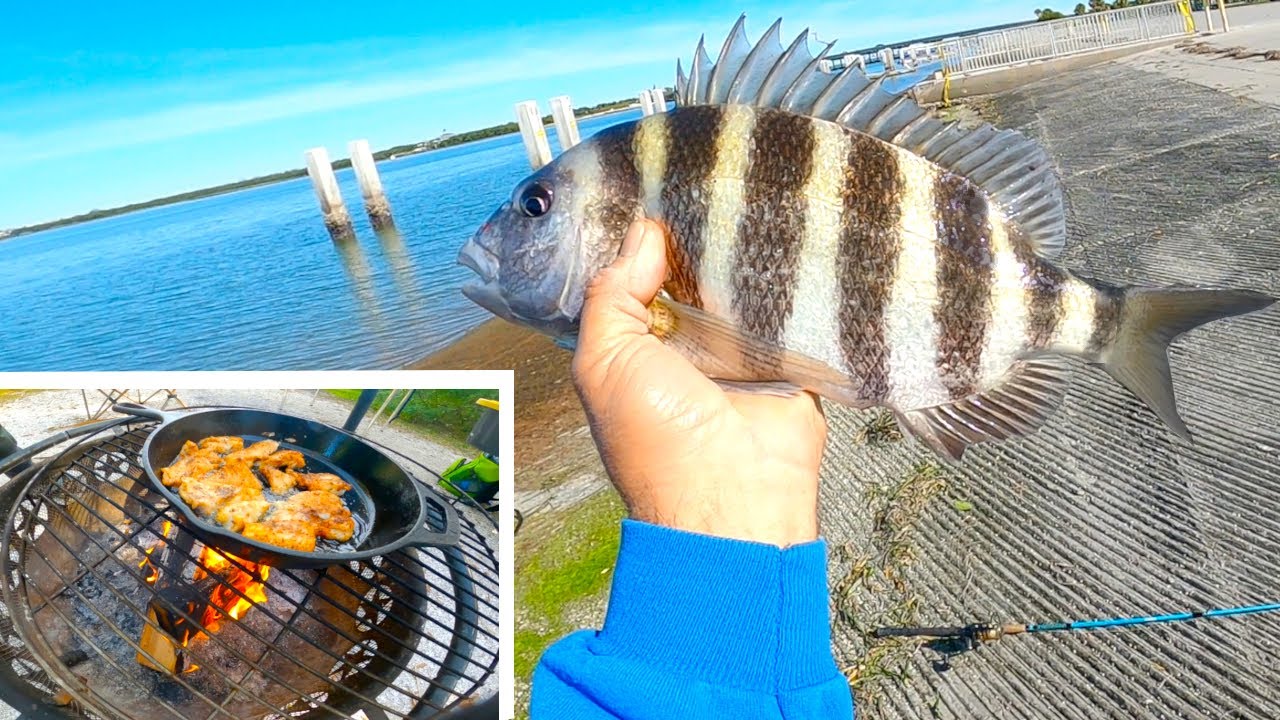 Шипсхед ГОРИЛО в Форт-Десото! (Поймай и приготовь) | Эпизод 2