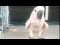 Cockatoo Farts and Runs Away