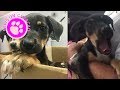 Cute puppy´s reaction after being adopted