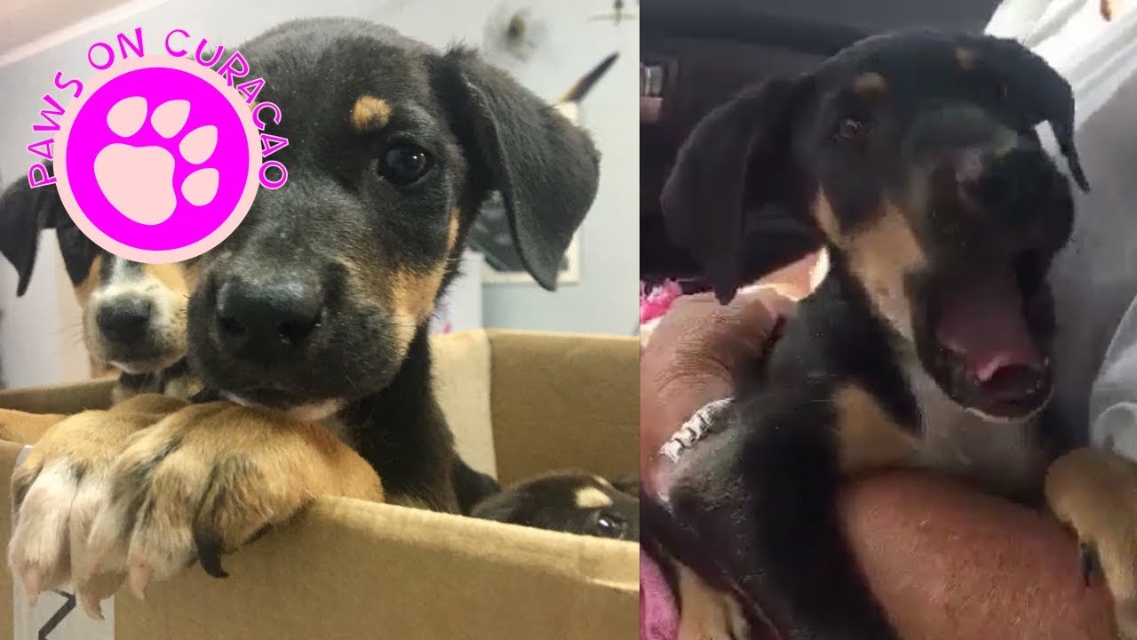 Cute puppy´s reaction after being adopted - YouTube