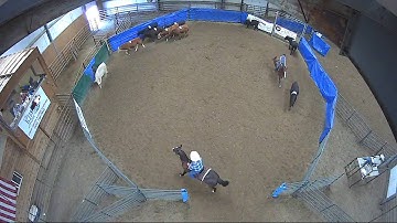 Big Sky Ranch Sorting Saddle Series Finals - #7 HC - Round #2 - Ride #18