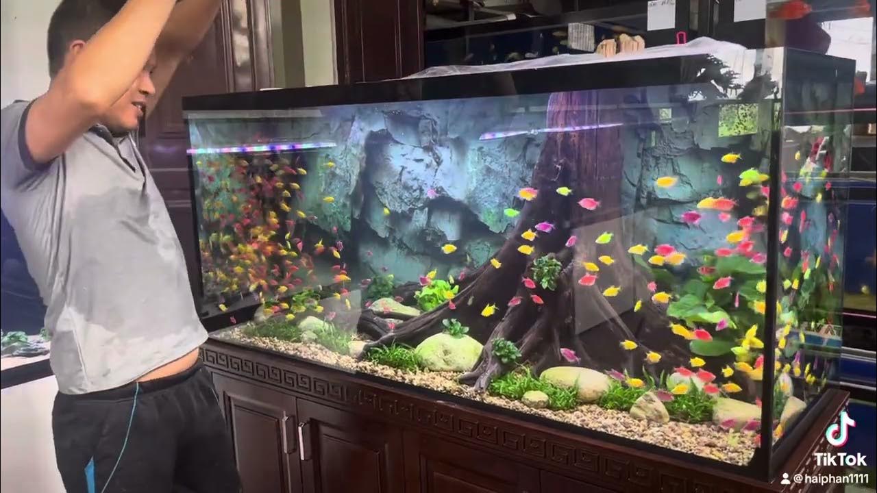 Cá cánh buồm dạ Quang 0911904111 - YouTube