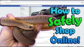 How to Buy Reptiles Online!