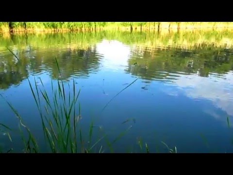 Видео: Рыбалка на Амура 15 кг