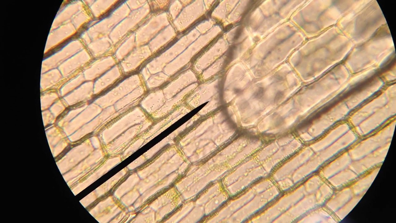 Microscopie Biologie Van Meneer Spoor