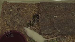 Puff Adder Strike (Warning Live Feeding)