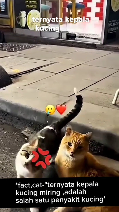 cat tilted head 💔