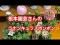【ラナンキュラスポンポン】根本園芸さんのアリス、レディなど購入