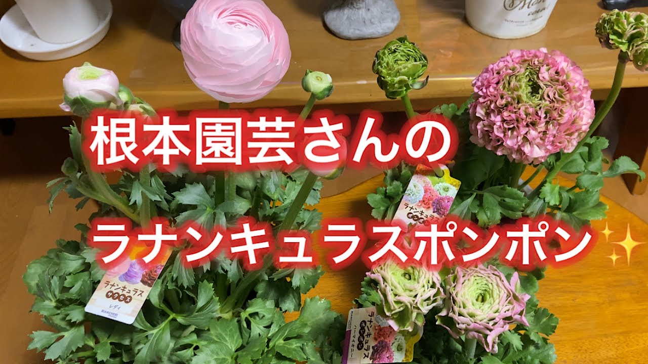 【ラナンキュラスポンポン】根本園芸さんのアリス、レディなど購入
