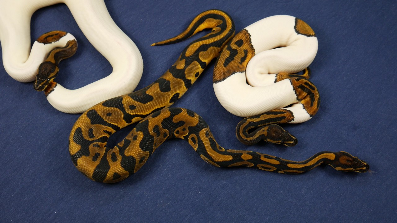 leopard print Orange Dream Leopard Pied and Pals