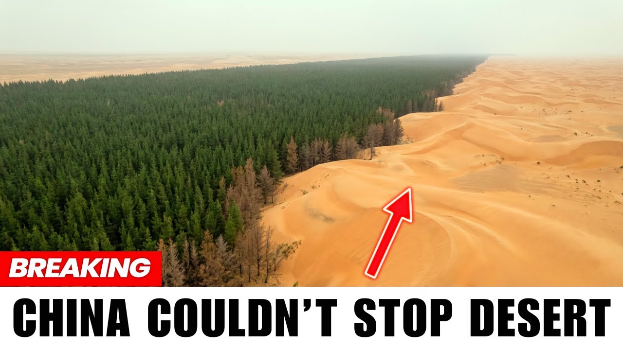 How China Tried to Stop the Desert With Billions of Trees — And It Backfired