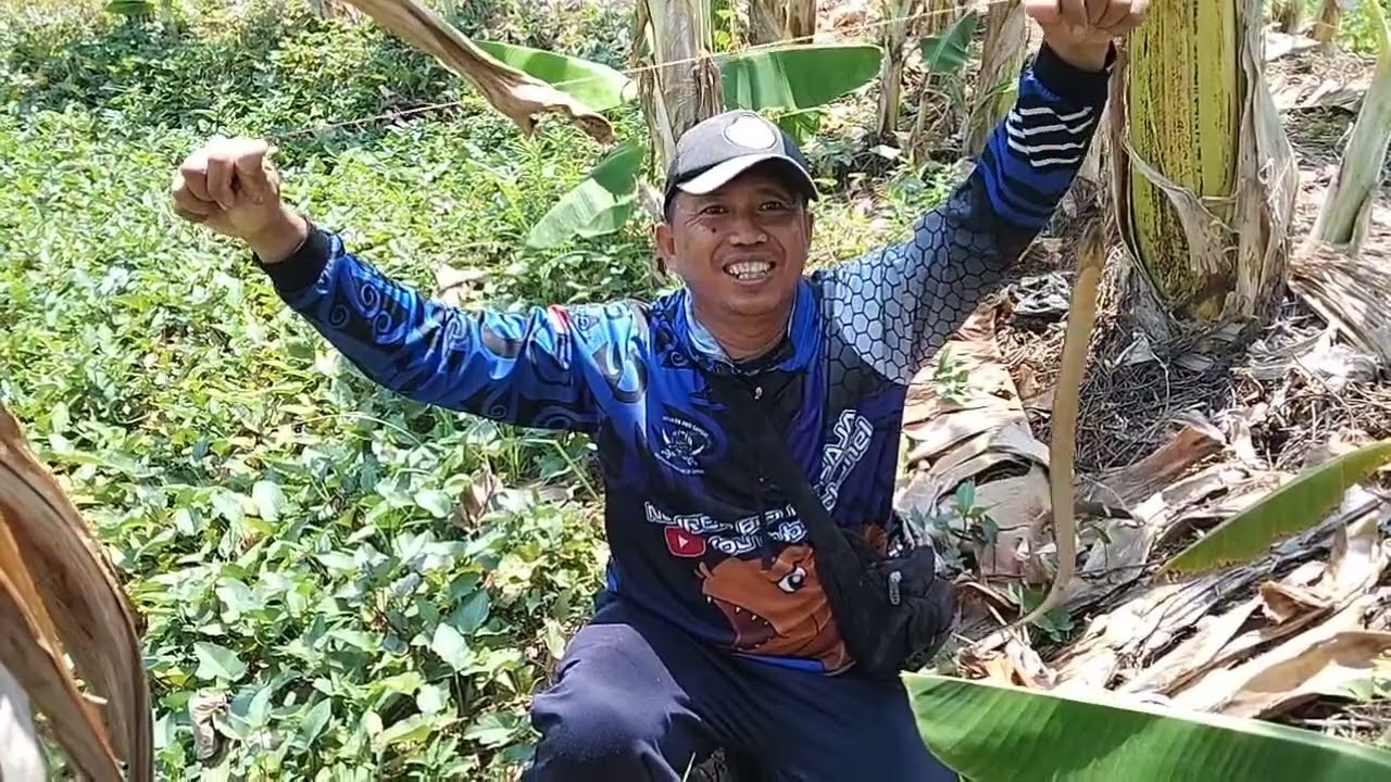 PERJUANGAN...!!! 💪😀 BERBURU BELUT BABON DI SPOT KOLAM KANGKUNG...!!! ✅