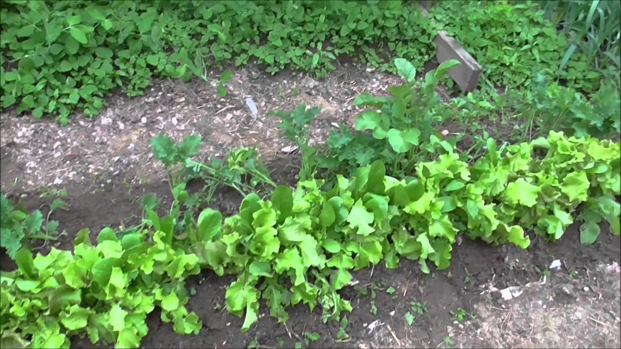 Planting cucumbers, beans and squash Daily Vlog 6414 YouTube