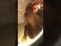 #highlights #vlogger #coiffure #accenture #trenza #hair #peinados