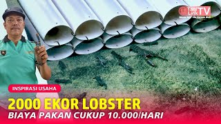 Budidaya Lobster Air Tawar Supaya Cepat Cuan. Jangan Hanya Fokus di Kebutuhan Konsumsi!