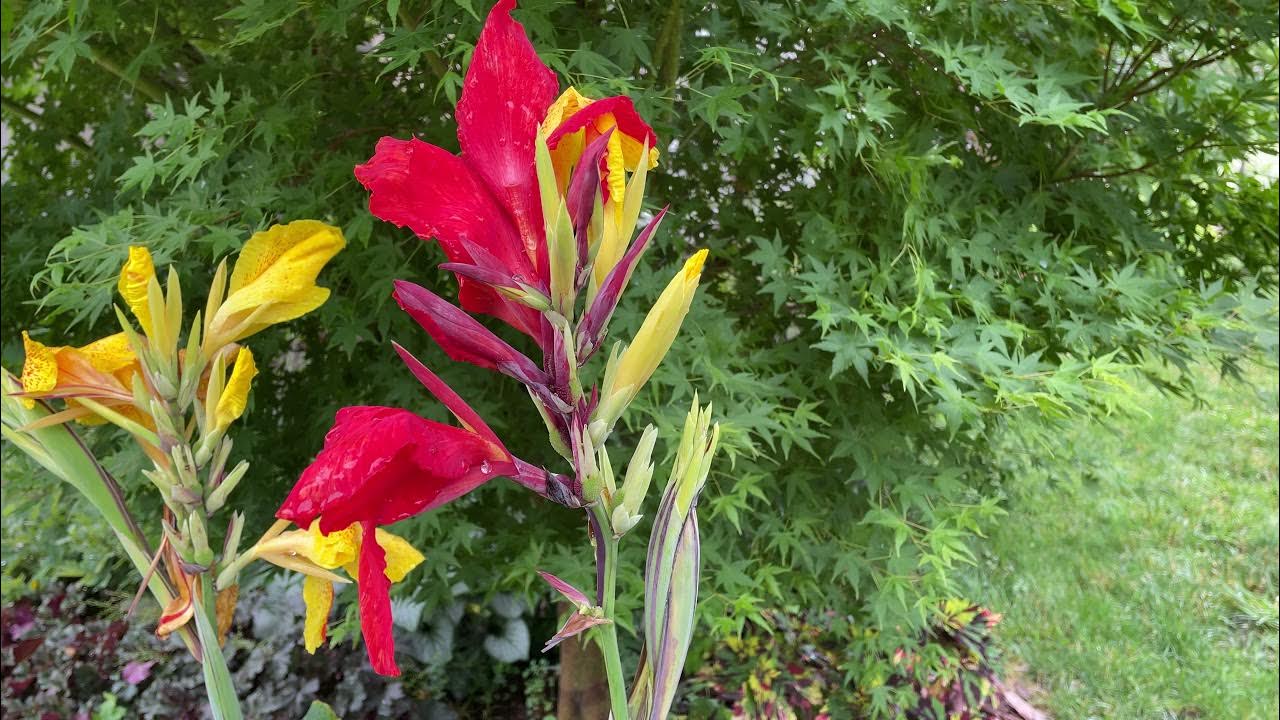 Deadheading Cannas Follow Up YouTube
