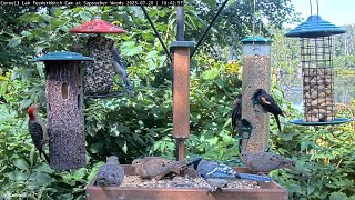 Diverse Bird Feeding Action! Cornell Feeders Teeming With Several Species – July 20, 2023