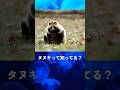 タヌキのぴえん過ぎる真実