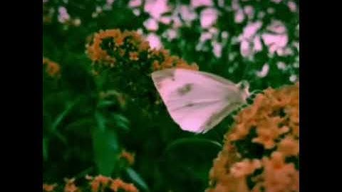 Ängie - Unknown Song (Snippet)