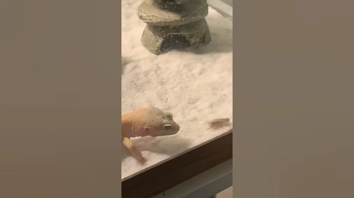 Stanley the Gecko Got em, uh huh yuhhh (Not Clickb...