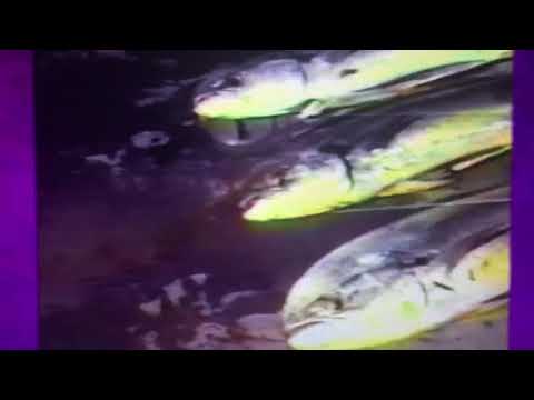 america’s-funniest-home-videos-singing-fish