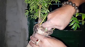 Bonsai.cách ghép cây cóc rừng với cóc thái