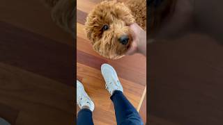 Meet Chester #dog #animal #pets #shorts #subscribe #like