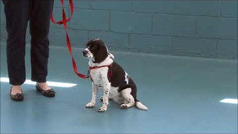 Reactive Dog Training - How to teach dogs not to lunge / bark on leash