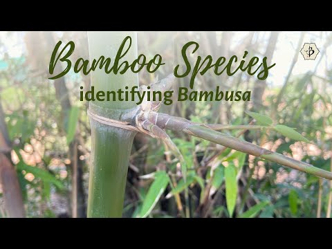Bamboo species identification with Natalia Reategui: Bambusa balcooa