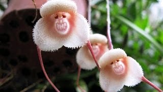 Flowers that look like Animals,Insects and People
