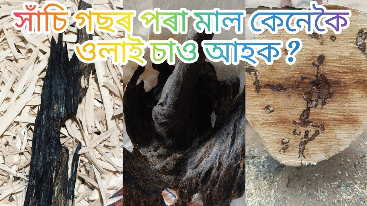 Agorwood সাঁচি গছ মাল কেনেকৈ ওলাই চাও আহক #Agorwood #trending #viralvideo #popular #assamesevideo 