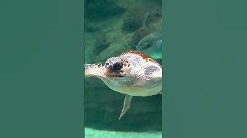 Turtles Hibernate  #facts #wildlifeentertainment #animals #animallife #wildlife #nature #science