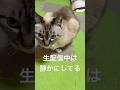【元気です】パパママの生配信中には静かにしているジャンくん　#ジャンポン #猫のいる暮らし #ネコ