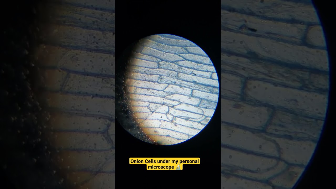 Onion Cells under my personal Microscope