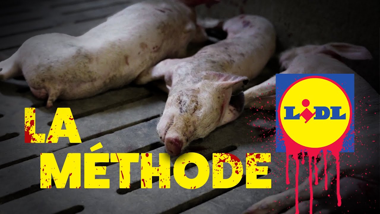 LIDL : La Vérité Sur Son Label Bien-Être Animal