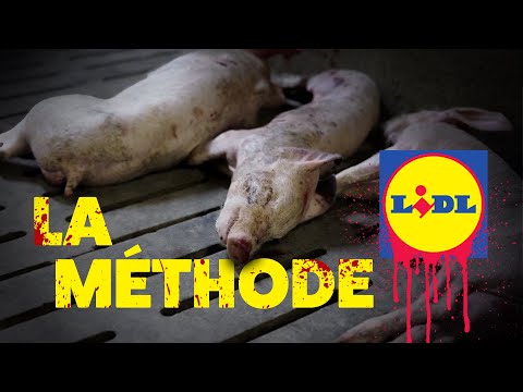 LIDL : La Vérité Sur Son Label Bien-Être Animal