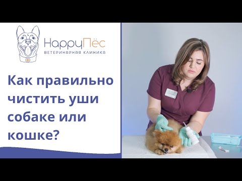 Как чистить уши кошке или собаке в домашних условиях