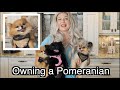 Owning A Pomeranian | Fluffy CUTE Overload