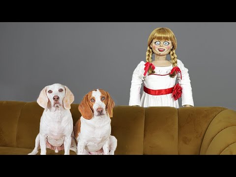 Dogs vs Annabelle Prank Pt II: Ghost Doll Annabelle Keeps Haunting Funny Dogs Maymo & Potpie!