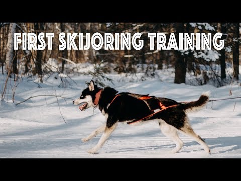 Video: Skijoring: Kombinácia Behu Na Lyžiach A Psích Záprahov