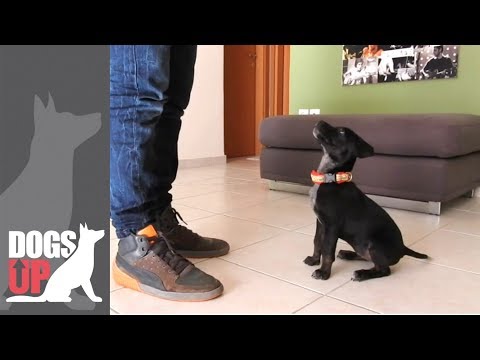 Βίντεο: Καλά χρονικά θέματα ανταμοιβής για εκπαίδευση κουταβιών - Εκπαίδευση σκύλου βάσει ανταμοιβής - Αμιγώς κουτάβι