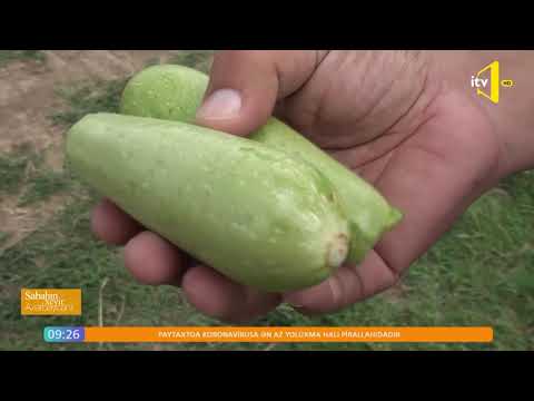 Video: Qaragilə necə yetişdirilir: çeşidlər, əkin, üst sarğı