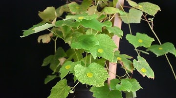 Artificial micro-hooks inspired by the leaves on the “catchweed” plant